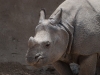 20090502 SanDiegoWildlifePark27.jpg